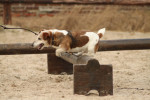 Oude Snoopy